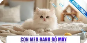 con mèo đánh số mấy