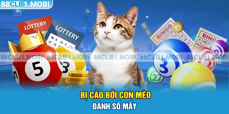 Bị cào bởi con mèo đánh số mấy