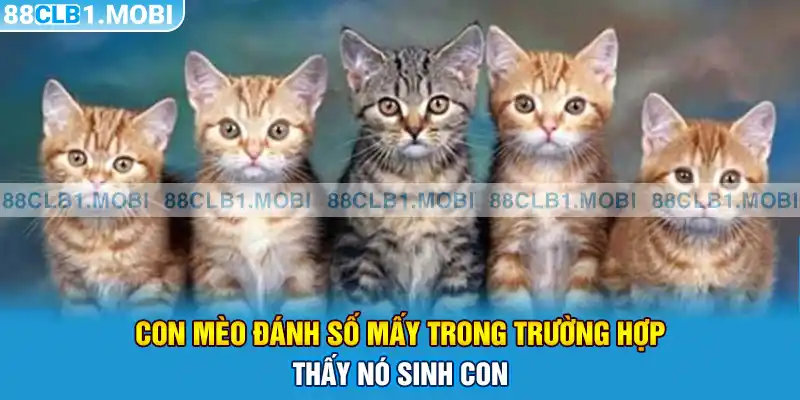 con mèo đánh số mấy trong trường hợp thấy nó sinh con 